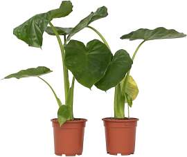 Plant in a Box - Alocasia macrorrhiza - 2er Set -