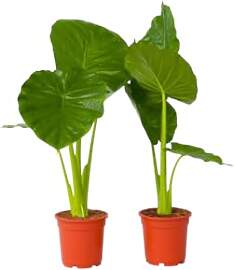 Plant in a Box - Alocasia Odora - 2er Set -