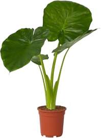 Plant in a Box - Alocasia Odora - Pfeilblatt -