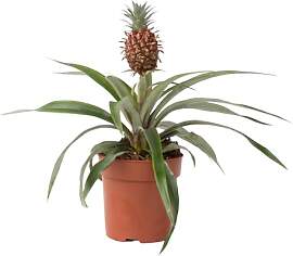 Plant in a Box - Ananaspflanze 'Mi