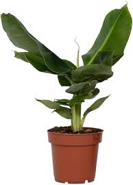 Plant in a Box - Bananenpflanze - Musa