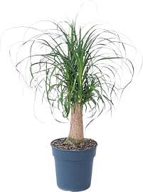 Plant in a Box - Beaucarnea recurvata -