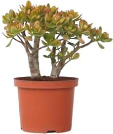 Plant in a Box - Crassula ovata 'Sunset' 