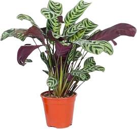 Plant in a Box - Ctenanthe Burle-Marxii -
