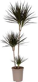 Plant in a Box - Dracaena Marginata - XL