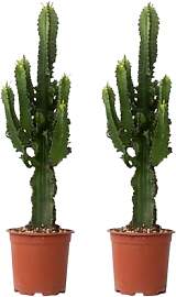 Plant in a Box - Euphorbia Eritrea - 2er Set -