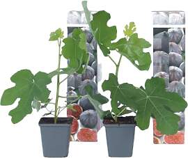 Plant in a Box - Ficus Carica Brown Turkey - Höhe 