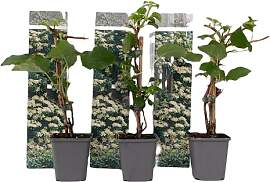Plant in a Box - Hydrangea anomale petiolaris -