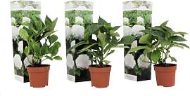 Plant in a Box - Hydrangea macrophylla Weiss - 3er 