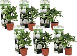 Plant in a Box - Hydrangea macrophylla Weiss - 6er 