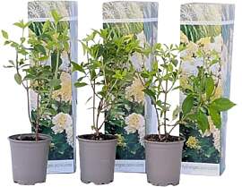 Plant in a Box - Hydrangea paniculata