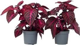 Plant in a Box - Iresine Herbstii 'Rot'