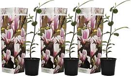 Plant in a Box - Magnolia Soulangea - 3er Set -