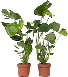 Plant in a Box - Monstera Deliciosa - 2er Set -