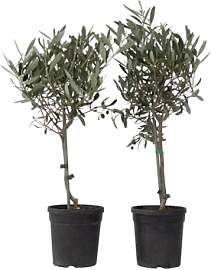 Plant in a Box - Olea Europaea - 2er Set -