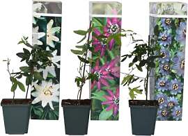 Plant in a Box - Passiflora Kletterpflanze - 3er