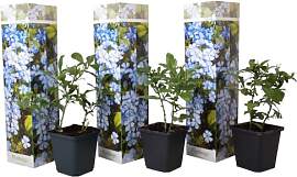 Plant in a Box - Plumbago auriculata - 3er Set -