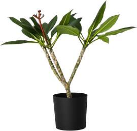 Plant in a Box - Plumeria Frangipani weiß -