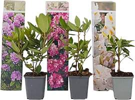 Plant in a Box - Rhododendron - 3er Mischung -