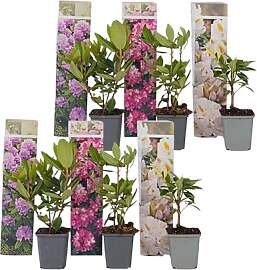 Plant in a Box - Rhododendron - Mix von 6 - Lila,