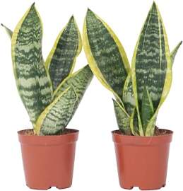 Plant in a Box - Sansevieria 'Futura