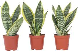 Plant in a Box - Sansevieria Futura Superba - 3er