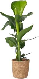 Plant in a Box - Strelitzia Nicolai in Korb -