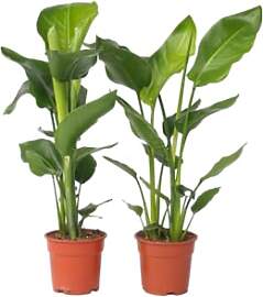 Plant in a Box - Strelitzia Nicolai - Weißer