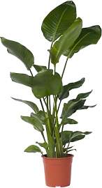 Plant in a Box - Strelitzia Nicolai XXL - Große