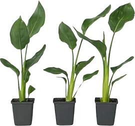 Plant in a Box - Strelitzia Reginea - 3er Set -