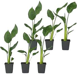 Plant in a Box - Strelitzia Reginea - 6er Set -