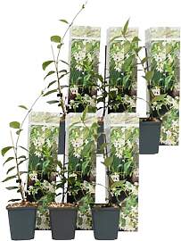Plant in a Box - Trachelospermum Jasminoides Weiß 