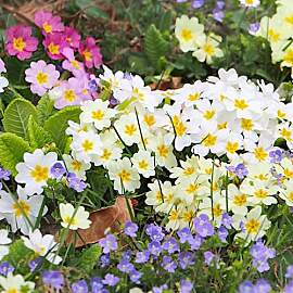 PlantiCo Primula Elatior Samen 0,2g
