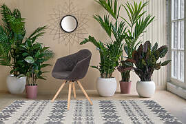 Polsterstuhl KAYOOM "Stuhl Chadwick 110