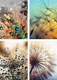 Poster ARTLAND "Pusteblume,Nahaufnahme