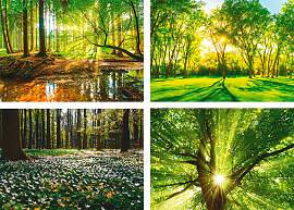 Poster ARTLAND "Wald Bach Frühling Windrosen 