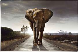 Poster REINDERS "Elefant Wanderung",