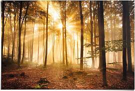Poster REINDERS "Erleuchteter Wald",