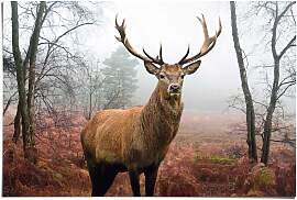 Poster REINDERS "Hirsch im Wald", braun