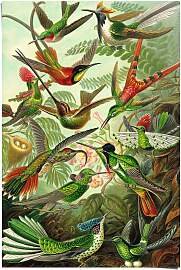 Poster REINDERS "Hummingbirds Vogel -