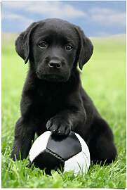 Poster REINDERS "Labrador Welpe