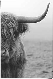 Poster REINDERS "Poster Highlander