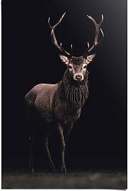 Poster REINDERS "Poster Hirsch", braun