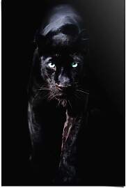 Poster REINDERS "Poster Schwarzer