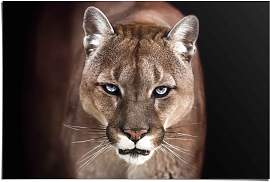 Poster REINDERS "Puma Nahaufnahme",