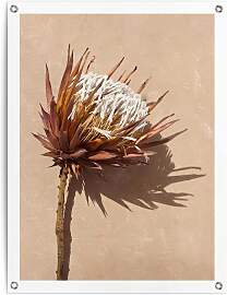 Poster REINDERS "Schattenblume", braun
