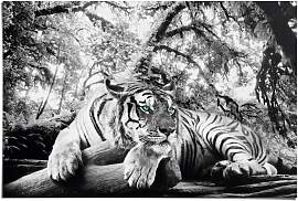 Poster REINDERS "Tigerblick", schwarz
