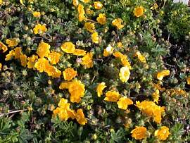 Potentilla neumanniana 9x9 cm Topf – Winterhart, 