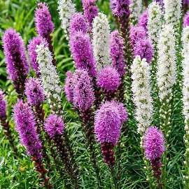 Prachtscharte Lila und Weiß - Liatris spicata