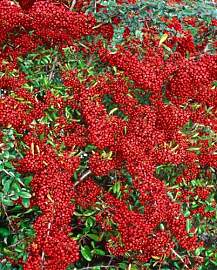 Pyracantha 'Saphyr Rouge' 100–125 cm